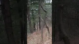 Jungle ki video.. 