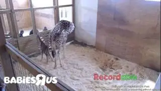 April the Giraffe gives birth on April 15th 2017