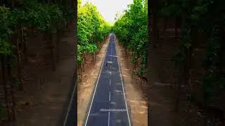 Jharkhand Jungle View in between road #shortvideo  #youtubeshorts