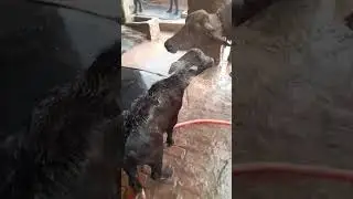 rimjhim ko nahaana hai #song #shorts #viral #music #dairy #love #youtubeshorts #video #murraha#short