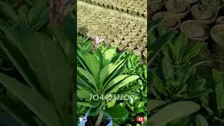 Plumberia Alba🌿 प्लंबेरिया अल्बा खरीदिए बोहोटी सस्ते मे 🌲📞 7044257709 #plants #garden #nature