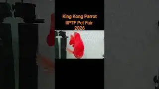 Parrot Fish King Kong Parrot IIPTF Pet Fair 2026 #parrotfish #fish #cichlid #aggressive #king #reels