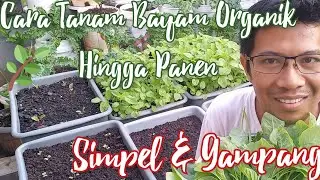 Cara Tanam Bayam Organik Hingga Panen# Simpel & Gampang#