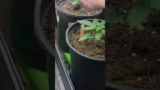 raw one take lol garden update