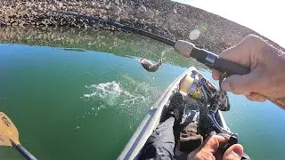 Jumping Largemouth Bass 4-2-24