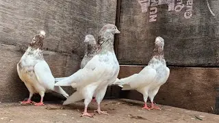Laakhe Teddy kabootar #LaakhaPigeon #World Famous Laakha Kabutar#Pure Laakha