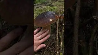 Білі гриби Норвегія plukke sopp picking mushrooms #sopp #mushrooms #trending #music #relax #гриби