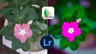Lightroom Mobile Flower editing| Snapseed Photo Editing|Photography |Flower Editing|Almadad editing