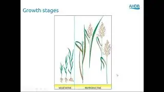 Webinar: Making good silage - Back 2 Basics