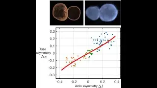 Alexander Mietke: Mechanics of asymmetric cell division