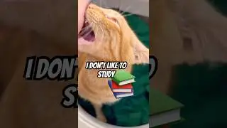 I don&rsquo;t like to study 📚 #cats #shorts #cute #funny