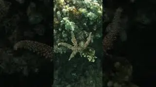 Egyptian Sea Star in Full Display ⭐👀🪸
