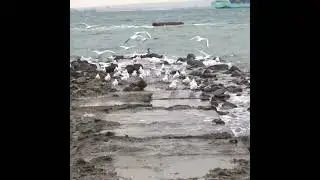 Wild birds: Safe distance of seagulls from people #seagulls #seaview #seabirds