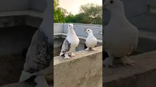 pigeon lover ❣️ | fancy pigeon sentient | kabutar ka video #kabootar #explore #ytshorts #shortvideo