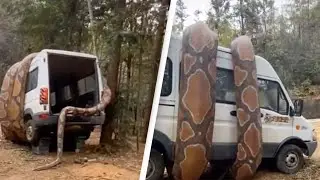 GIANT SNAKE ATTACKS VAN - real or fake?