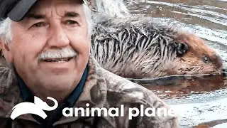 Recolocando os castores em seu habitat natural | S.O.S. Castores | Animal Planet Brasil