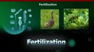 Fertilization | AIPMT Biology Video Lecture