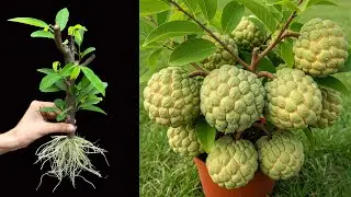 How to propagate sugar apple trees from cuttings to produce fruit quickly using onions and aloe vera