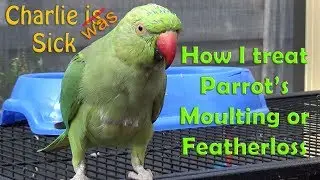 Why Parrots Moult or loose feather? and how to Fix Parrot Moulting