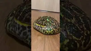 Round Pacman frog&rsquo;s jump hides its feet in Shibuya, Tokyo, Japan