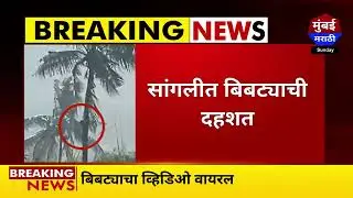 Sangli Leopard : सांगलीत बिबट्याचा वावर ! बिबट्याचा व्हिडिओ सोशल मीडियावर वायरल - Mumbai Marathi
