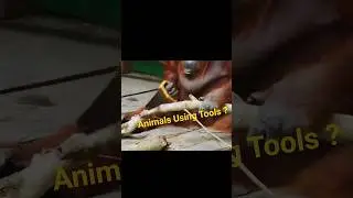 Top 7 Animals That Use Tools Like Humans 🧠🔧