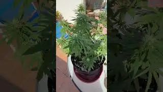 Полив Большого Куща всей линейкой BioBizz 🌱 | Питание на цветении