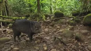 The Secret Life of Collared Peccaries