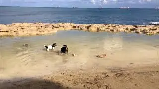 TravellerDog Discovers Peters Pool, Malta