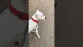 Dogo argentino best quality #dog #dogoargentino #breeding #dogshorts