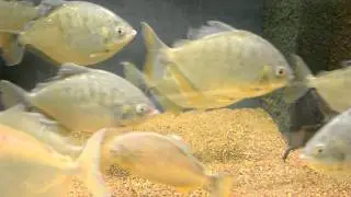 Pygopristis denticulatus