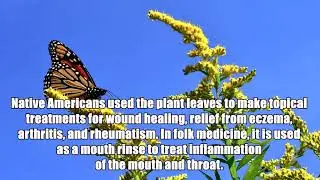Highly Potent Native American Plant Remedy Goldenrod