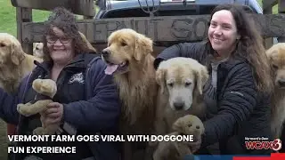 Vermont farm goes viral with doggone fun experience