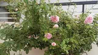 10 rupees తో మొక్కలకు లిక్విడ్ ఫర్టిలైజర్ 🌹All  types of plant  diseases control fretilizer 🌹🌹