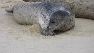 harbor seal pup builds a sand castle