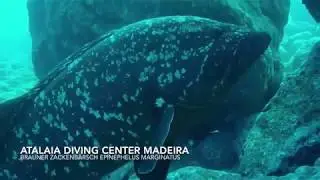 Tauchen Madeira, Atalaia Diving Center, Brauner Zackenbarsch