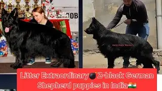 INDIA MOST BEAUTIFUL LITTER MY KENNEL. Z-BLACK LONG HAIR GERMAN SHEPHERD PUPPIE'S.