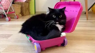 This is my suitcase. 猫が我が物顔でオモチャのスーツケースに入っていますが、パンパンです。
