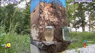 Buzzing Bees of Summer LIVE