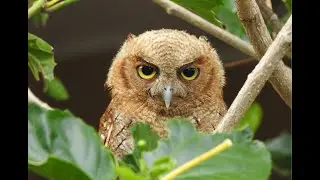 ¿Como cuidar, criar, alimentar, entrenar y liberar a un buho autillo ? Aves, Cetreria y Conservacion