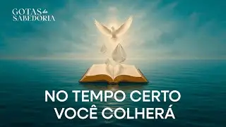 GOTINHA DE SABEDORIA   ANDR&Eacute; FERNANDES  NO TEMPO CERTO VOC&Egrave; COLHER&Aacute;