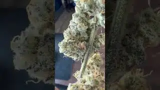 GarlicGoldRush #9 looking and smelling insane #positivevibes #weed #frosty #420 #growth #mindset