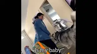 Husky protects baby and tells human to back up🤣 #itsahuskything #dog #cute #pets #comedy #funnydogs