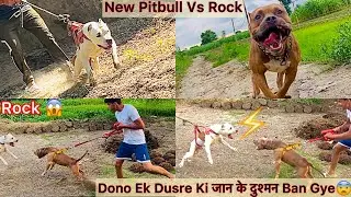 Rock Vs New Aggrashive Pitbull🔥Dono Ek Dusre K Samna😨Khatarnaak Reaction