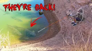 INSANE BOWFISHING!!! These MONSTERS Come Out Once a YEAR! (They're HUGE!)
