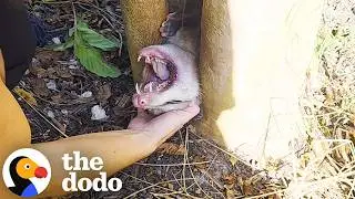 Rescuer Helps Terrified Opossum Stuck in Tree | The Dodo