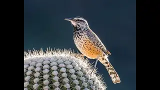 The Intriguing World of Cactus Wren | Nature