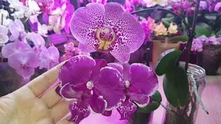 Phalaenopsis Allura Dracarys big lip и Mei Dar Prince King. #Цветение 2025