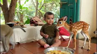 Baby playing with monkey  #funny #comedy #shorts #cutebaby 