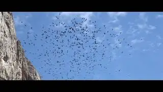 Alpine choughs, Golden Eagle
